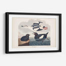 Pl 219 Negro Gillemot - John James Audubon | Cuadro decorativo de Canvas Lab