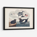 Pl 219 Negro Gillemot - John James Audubon | Cuadro decorativo de Canvas Lab