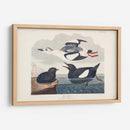 Pl 219 Negro Gillemot - John James Audubon | Cuadro decorativo de Canvas Lab