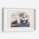 Pl 219 Negro Gillemot - John James Audubon | Cuadro decorativo de Canvas Lab