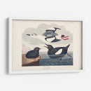Pl 219 Negro Gillemot - John James Audubon | Cuadro decorativo de Canvas Lab