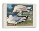 Pl 282 Gaviota Plateada Con Alas Blancas - John James Audubon | Cuadro decorativo de Canvas Lab