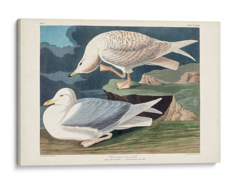Pl 282 Gaviota Plateada Con Alas Blancas - John James Audubon | Cuadro decorativo de Canvas Lab
