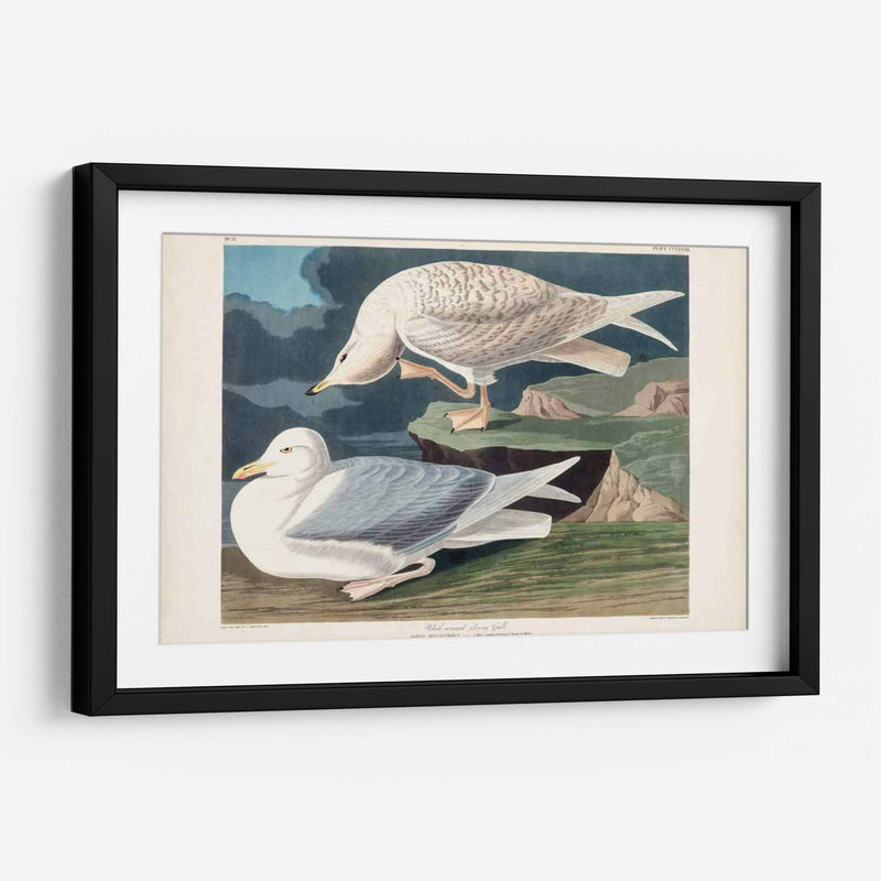 Pl 282 Gaviota Plateada Con Alas Blancas - John James Audubon | Cuadro decorativo de Canvas Lab