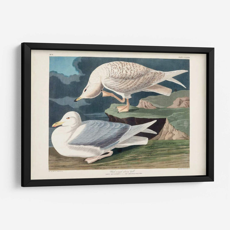 Pl 282 Gaviota Plateada Con Alas Blancas - John James Audubon | Cuadro decorativo de Canvas Lab