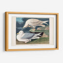 Pl 282 Gaviota Plateada Con Alas Blancas - John James Audubon | Cuadro decorativo de Canvas Lab