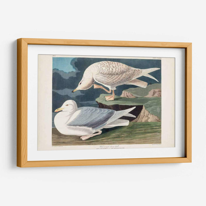 Pl 282 Gaviota Plateada Con Alas Blancas - John James Audubon | Cuadro decorativo de Canvas Lab