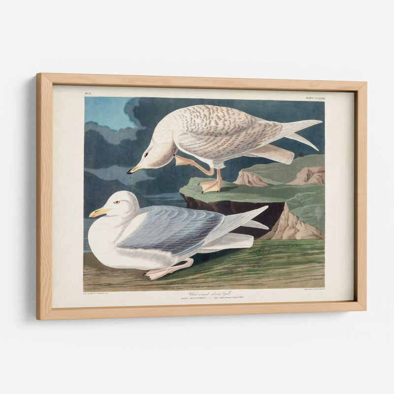 Pl 282 Gaviota Plateada Con Alas Blancas - John James Audubon | Cuadro decorativo de Canvas Lab