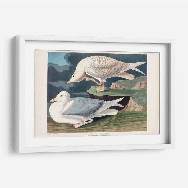 Pl 282 Gaviota Plateada Con Alas Blancas - John James Audubon | Cuadro decorativo de Canvas Lab