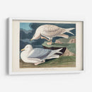 Pl 282 Gaviota Plateada Con Alas Blancas - John James Audubon | Cuadro decorativo de Canvas Lab