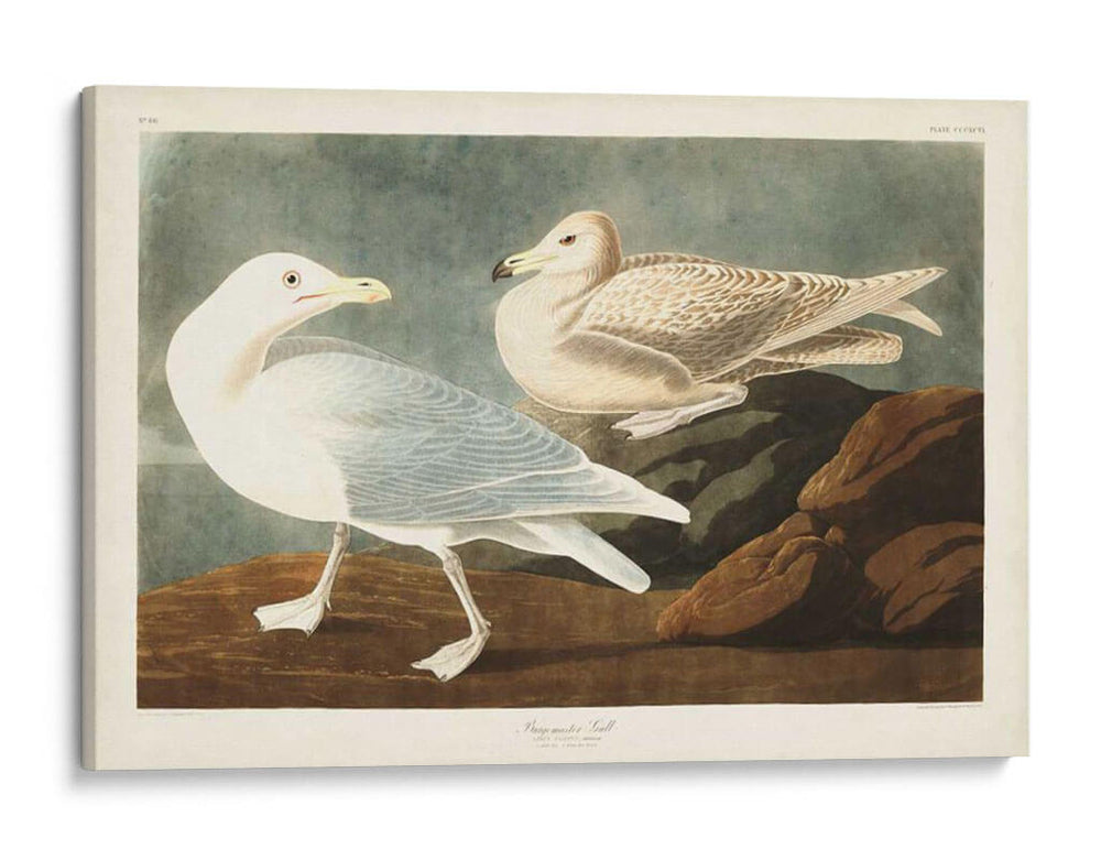 Pl 396 Gull De Burgomaster - John James Audubon | Cuadro decorativo de Canvas Lab