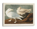 Pl 396 Gull De Burgomaster - John James Audubon | Cuadro decorativo de Canvas Lab