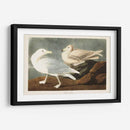 Pl 396 Gull De Burgomaster - John James Audubon | Cuadro decorativo de Canvas Lab