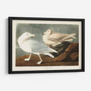 Pl 396 Gull De Burgomaster - John James Audubon | Cuadro decorativo de Canvas Lab