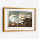Pl 396 Gull De Burgomaster - John James Audubon | Cuadro decorativo de Canvas Lab