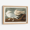 Pl 396 Gull De Burgomaster - John James Audubon | Cuadro decorativo de Canvas Lab