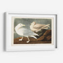 Pl 396 Gull De Burgomaster - John James Audubon | Cuadro decorativo de Canvas Lab