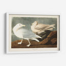Pl 396 Gull De Burgomaster - John James Audubon | Cuadro decorativo de Canvas Lab