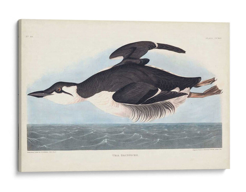 Pl 245 Uria Brunnichi - John James Audubon | Cuadro decorativo de Canvas Lab