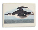 Pl 245 Uria Brunnichi - John James Audubon | Cuadro decorativo de Canvas Lab
