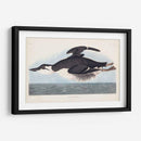 Pl 245 Uria Brunnichi - John James Audubon | Cuadro decorativo de Canvas Lab