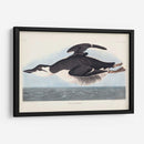 Pl 245 Uria Brunnichi - John James Audubon | Cuadro decorativo de Canvas Lab