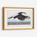 Pl 245 Uria Brunnichi - John James Audubon | Cuadro decorativo de Canvas Lab