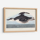 Pl 245 Uria Brunnichi - John James Audubon | Cuadro decorativo de Canvas Lab