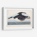 Pl 245 Uria Brunnichi - John James Audubon | Cuadro decorativo de Canvas Lab