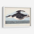 Pl 245 Uria Brunnichi - John James Audubon | Cuadro decorativo de Canvas Lab