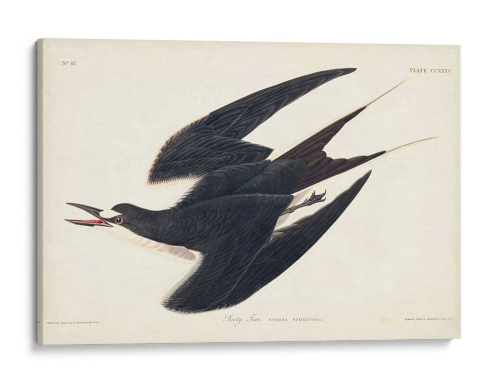 Pl 235 Hooty Tern - John James Audubon | Cuadro decorativo de Canvas Lab