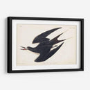 Pl 235 Hooty Tern - John James Audubon | Cuadro decorativo de Canvas Lab