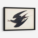 Pl 235 Hooty Tern - John James Audubon | Cuadro decorativo de Canvas Lab