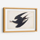 Pl 235 Hooty Tern - John James Audubon | Cuadro decorativo de Canvas Lab