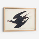 Pl 235 Hooty Tern - John James Audubon | Cuadro decorativo de Canvas Lab