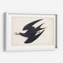 Pl 235 Hooty Tern - John James Audubon | Cuadro decorativo de Canvas Lab