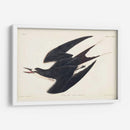Pl 235 Hooty Tern - John James Audubon | Cuadro decorativo de Canvas Lab