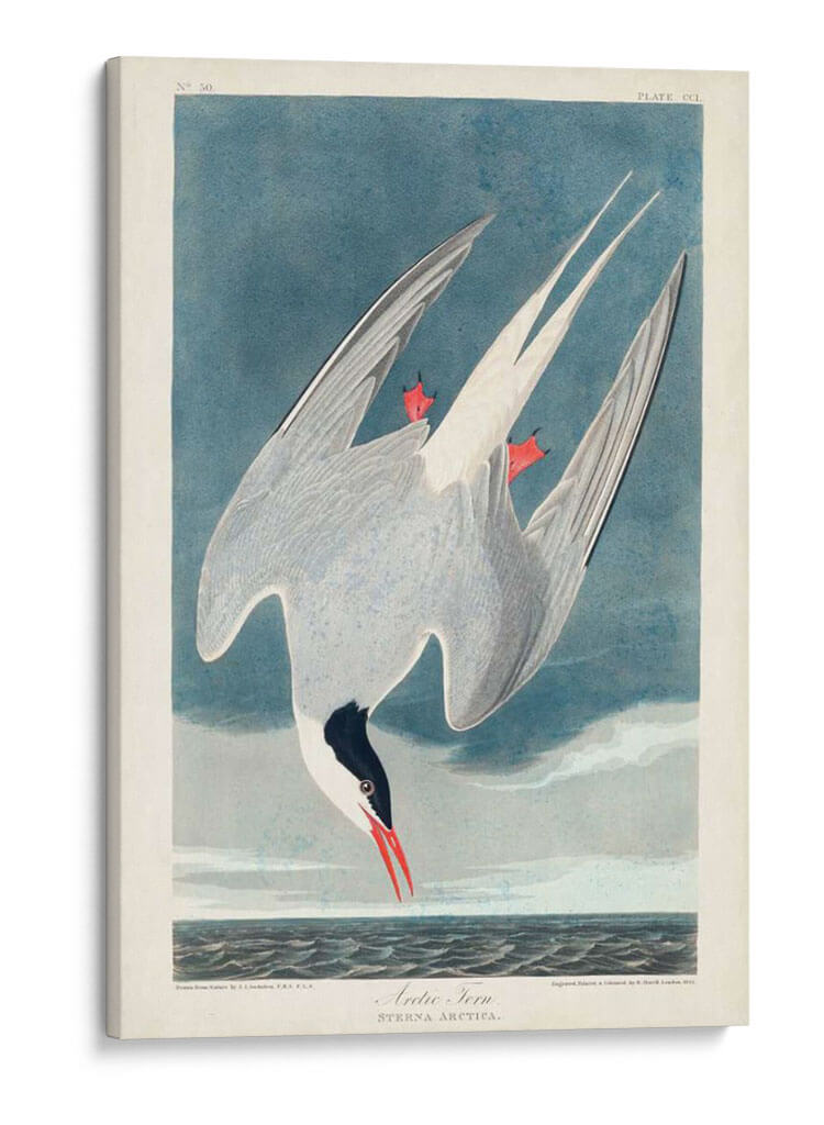 Pl 250 Artic Sern - John James Audubon | Cuadro decorativo de Canvas Lab