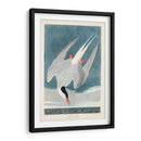 Pl 250 Artic Sern - John James Audubon | Cuadro decorativo de Canvas Lab