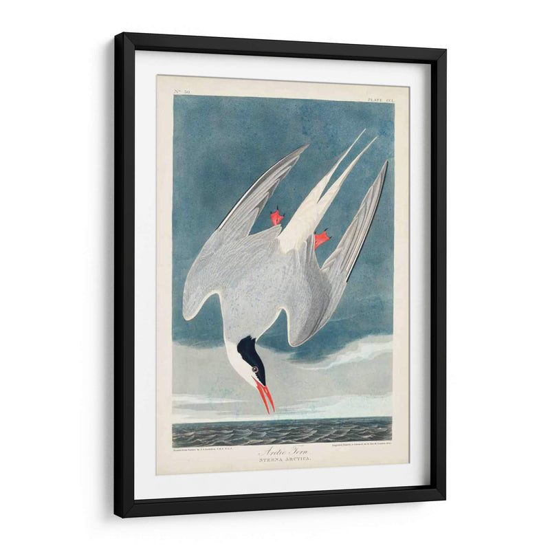 Pl 250 Artic Sern - John James Audubon | Cuadro decorativo de Canvas Lab