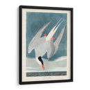 Pl 250 Artic Sern - John James Audubon | Cuadro decorativo de Canvas Lab