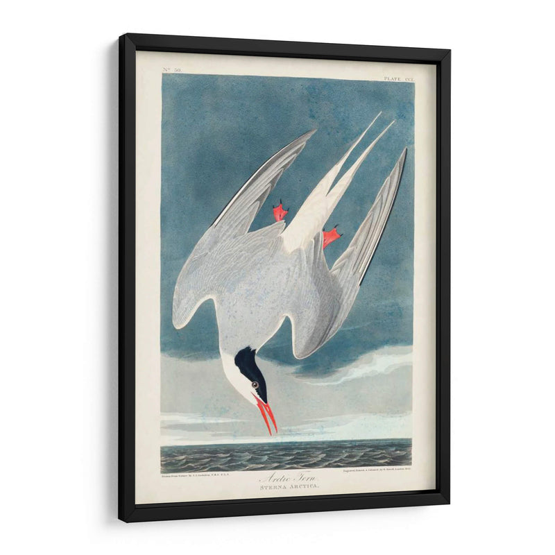 Pl 250 Artic Sern - John James Audubon | Cuadro decorativo de Canvas Lab