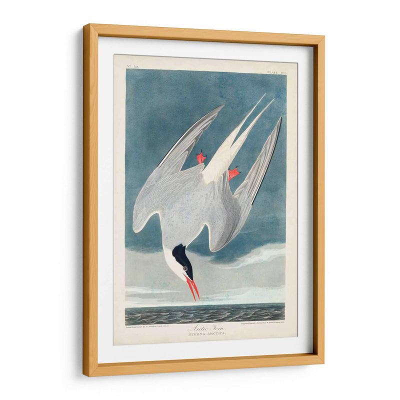 Pl 250 Artic Sern - John James Audubon | Cuadro decorativo de Canvas Lab