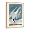 Pl 250 Artic Sern - John James Audubon | Cuadro decorativo de Canvas Lab