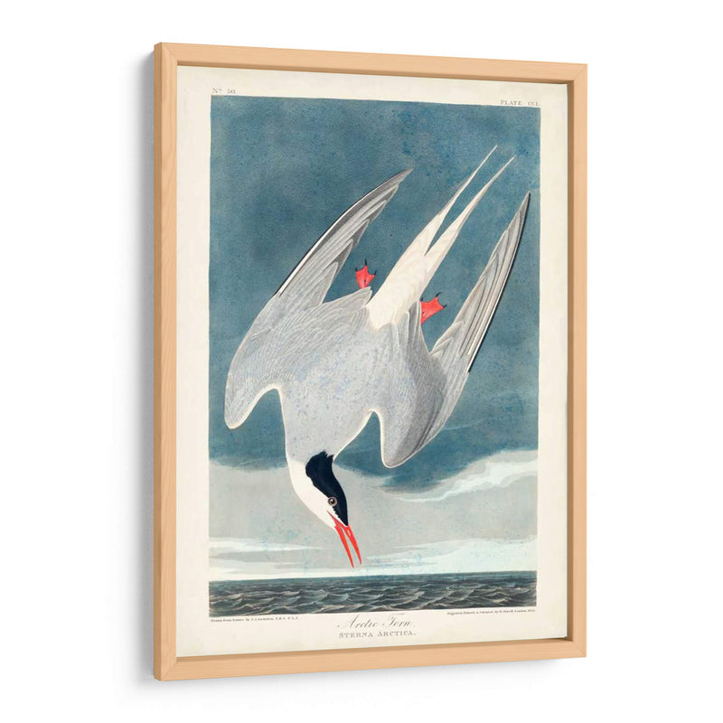 Pl 250 Artic Sern - John James Audubon | Cuadro decorativo de Canvas Lab