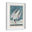 Pl 250 Artic Sern - John James Audubon | Cuadro decorativo de Canvas Lab