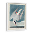 Pl 250 Artic Sern - John James Audubon | Cuadro decorativo de Canvas Lab