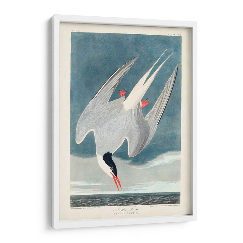 Pl 250 Artic Sern - John James Audubon | Cuadro decorativo de Canvas Lab