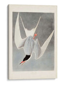 Pl 309 Gran Tern - John James Audubon | Cuadro decorativo de Canvas Lab