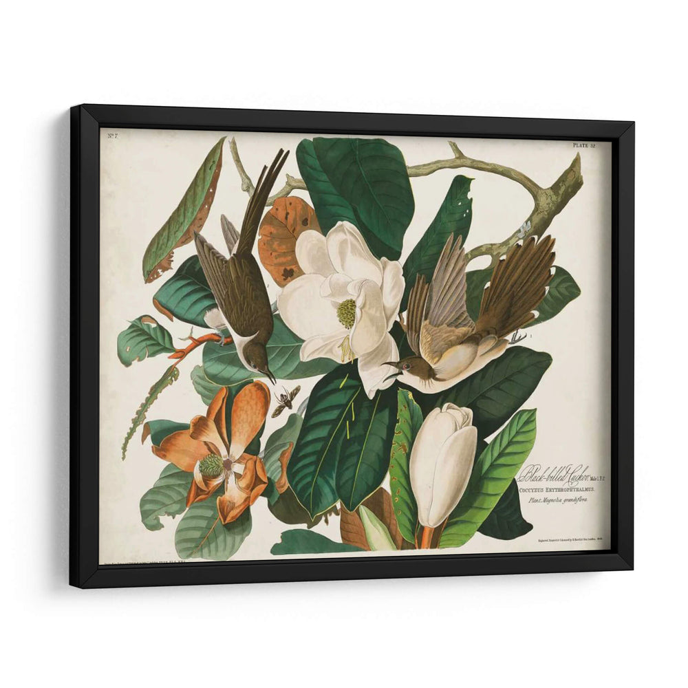 Pl 32 Cuco Black-Billed - John James Audubon | Cuadro decorativo de Canvas Lab